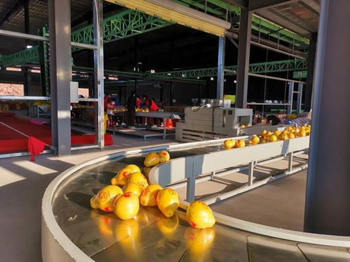 廣西 推進(jìn)數(shù)字化產(chǎn)地倉(cāng)建設(shè) 加快鄉(xiāng)村振興步伐